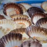 Guardia Costiera di Vasto: sequestrati 3 quintali di vongole, multa da 5mila euro